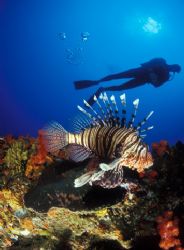 Lion fish and Diver taken in Sodwana Bay Kwazulu Natal So... by Fiona Ayerst 